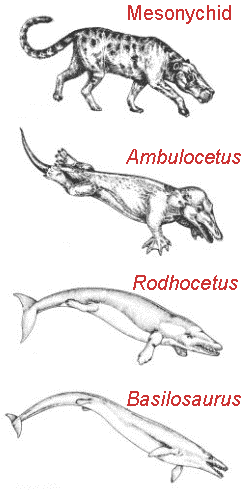 Alleged sequence of land-mammal to whale transition